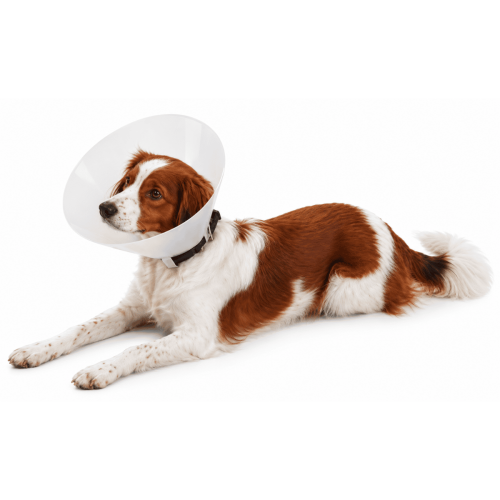 Collar Isabelino Para Perro O Gato Tamaño Regulable
